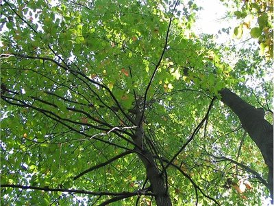 Tupelo Gum