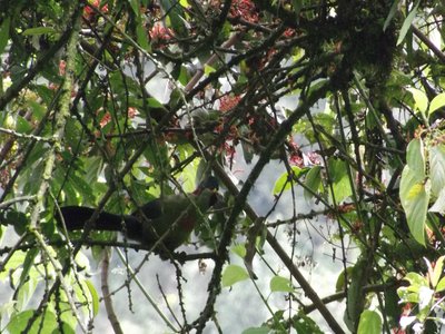 Turaco Tree