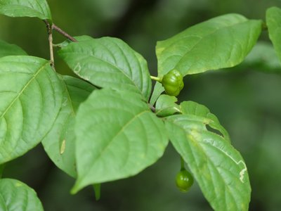Turraea