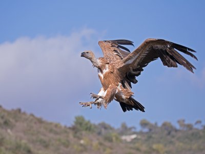 Uiti