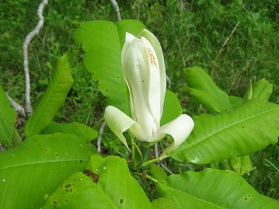 Umbrella Magnolia