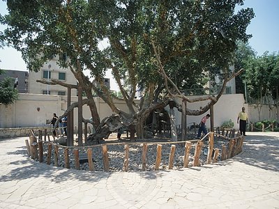 Unger Tree