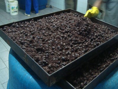 Ungurahui