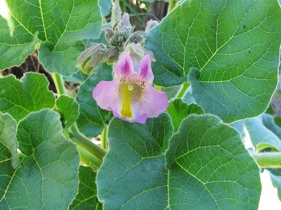 Unicorn Plant