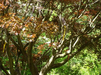 Upland Maple