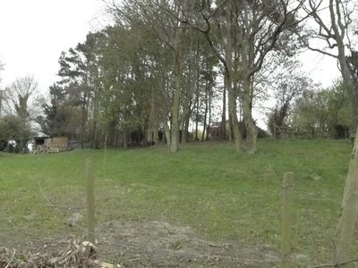 Upland Willow