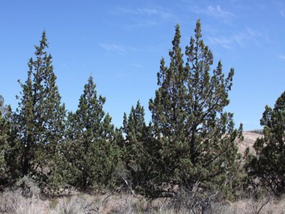 Upright Juniper