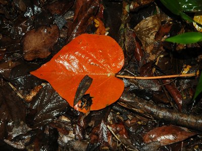Urucurana