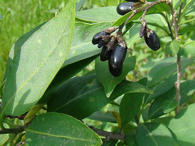 Uvillo