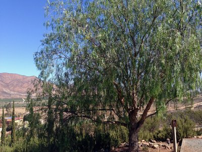Valle Tree