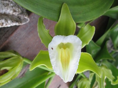 Vanilla Orchid