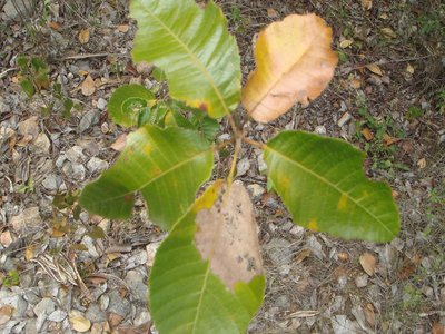 Vargasia
