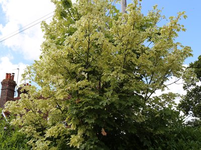 Variegated Maple
