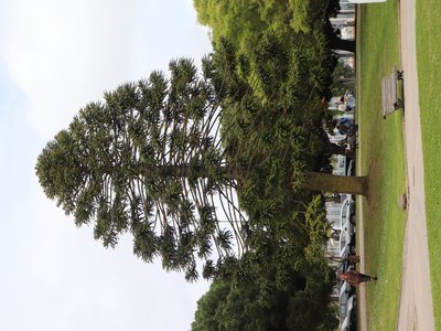 Vasco da Gama Tree