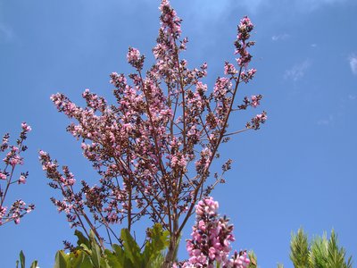 Vatairea