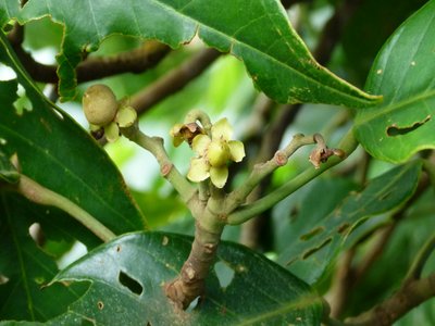 Vateriopsis