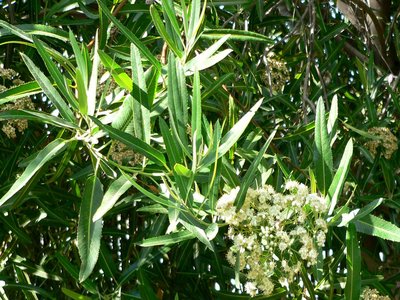 Vauquelinia Californica