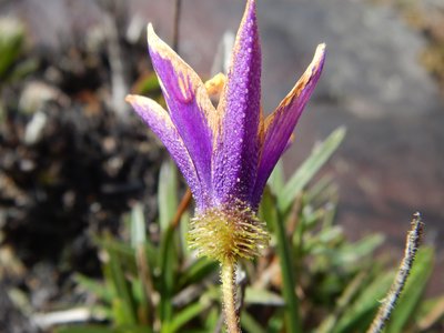 Vellozia