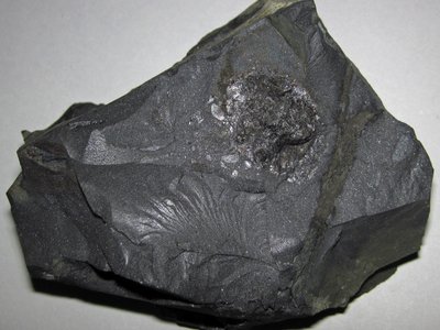 Velvety Ash