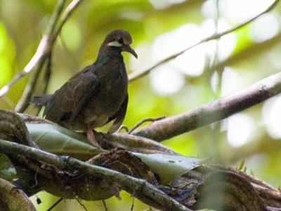 Veraguensis