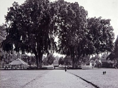 Vernacular Banyan