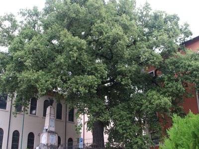 Verona Oak