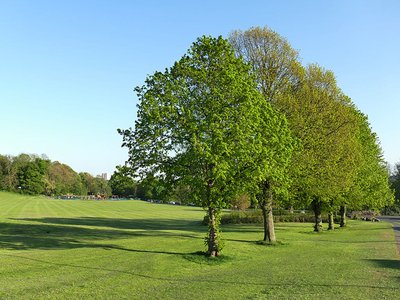 Vesper Tree