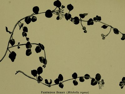 Vine Leaf Ebony
