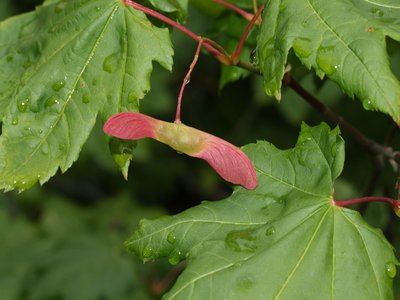 Vine Maple