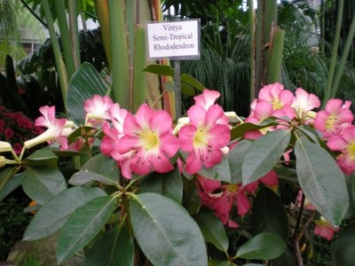 Vireya Rhododendron