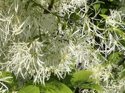 Virginia Fringetree