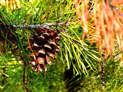 Virginia Pine