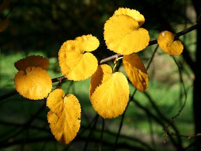 Virginia Roundleaf Birch