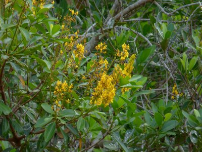 Vochysia Ferruginea