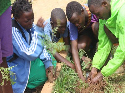 Wangari Tree