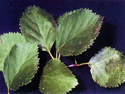 Water Birch