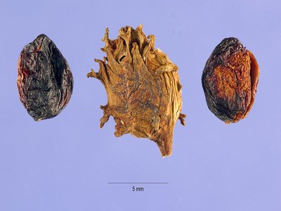 Water Elm