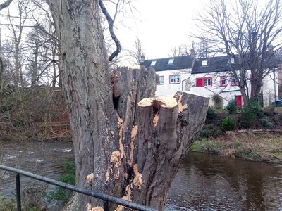 Water Hornbeam