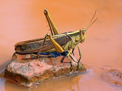 Water Locust