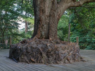 Water Oak