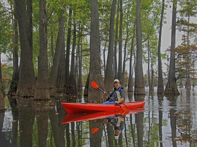 Water Tupelo
