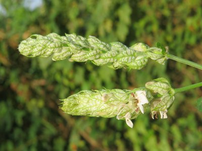 Water Willow