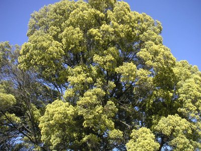 Wattle Tree