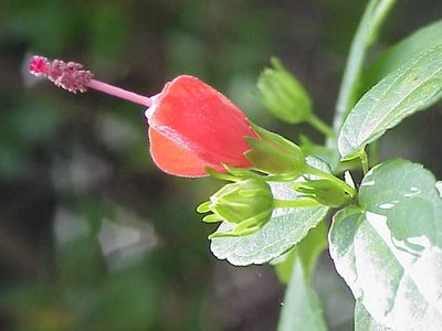 Wax Mallow