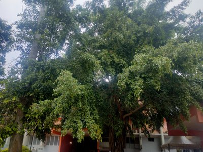 Weeping Fig