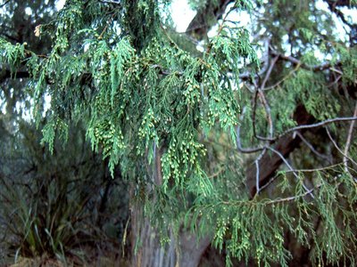 Weeping Juniper
