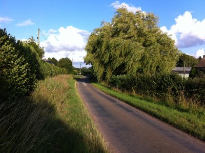 Weeping Willow Oak