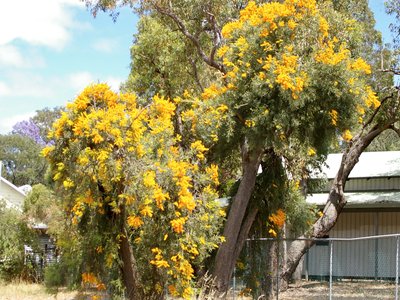 Western Australian Christmas Tree