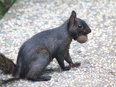 Western Black Walnut