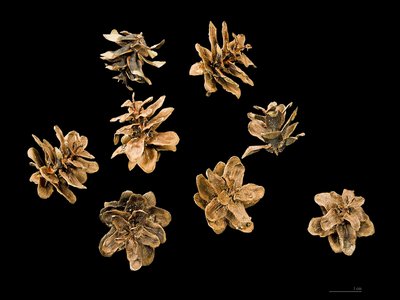 Western Hemlock